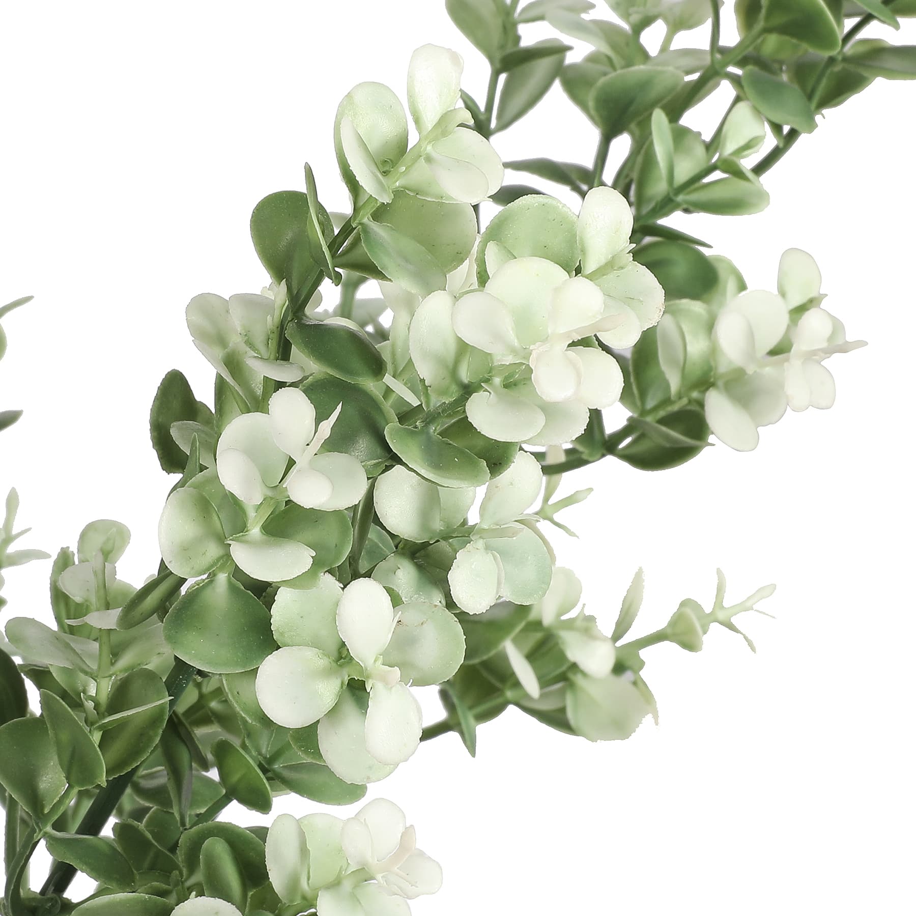 19" Cream Boxwood Bush by Ashland® - Image 2